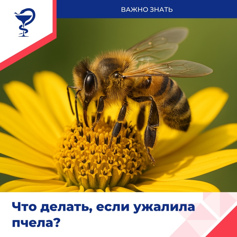 Лето – пора активности насекомых